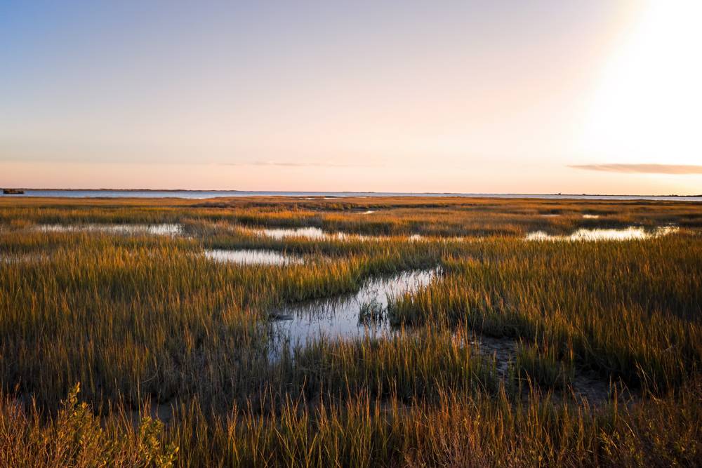 Event poster: marsh grasses at dusk