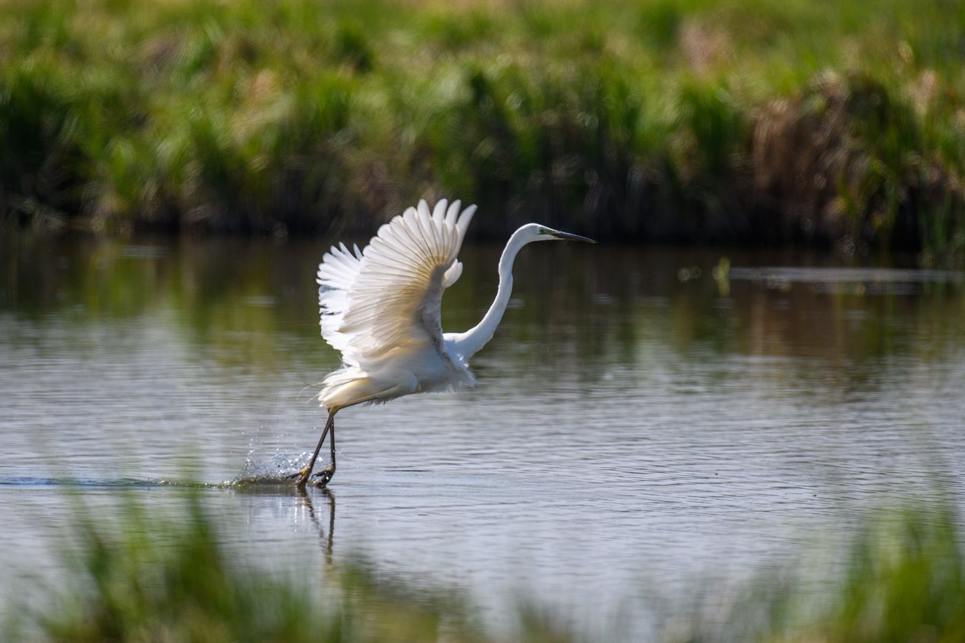 Gala program with an egret over the marsh